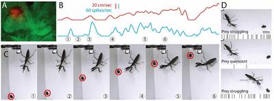 The Role of Central Complex Neurons in Prey Detection and Tracking in the Freely Moving Praying Mantis (Tenodera sinensis)